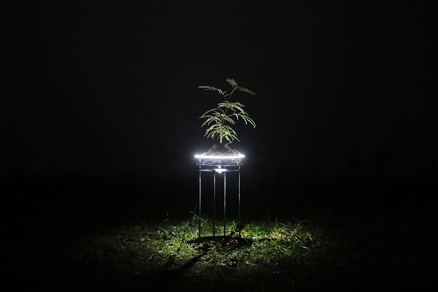 夜の横浜へ私たちを連れ出すアートを発表！12/9(金)〜12/11(日)開催「ZOU-NO-HANA FUTURESCAPE PROJECT 2022」のサブ画像13