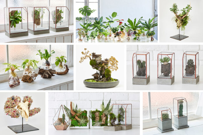 アート植物ブランド「WOOTANG（ウータン）」がリニューアルオープン！住まいをアートな空間に変える新商品を販売のメイン画像