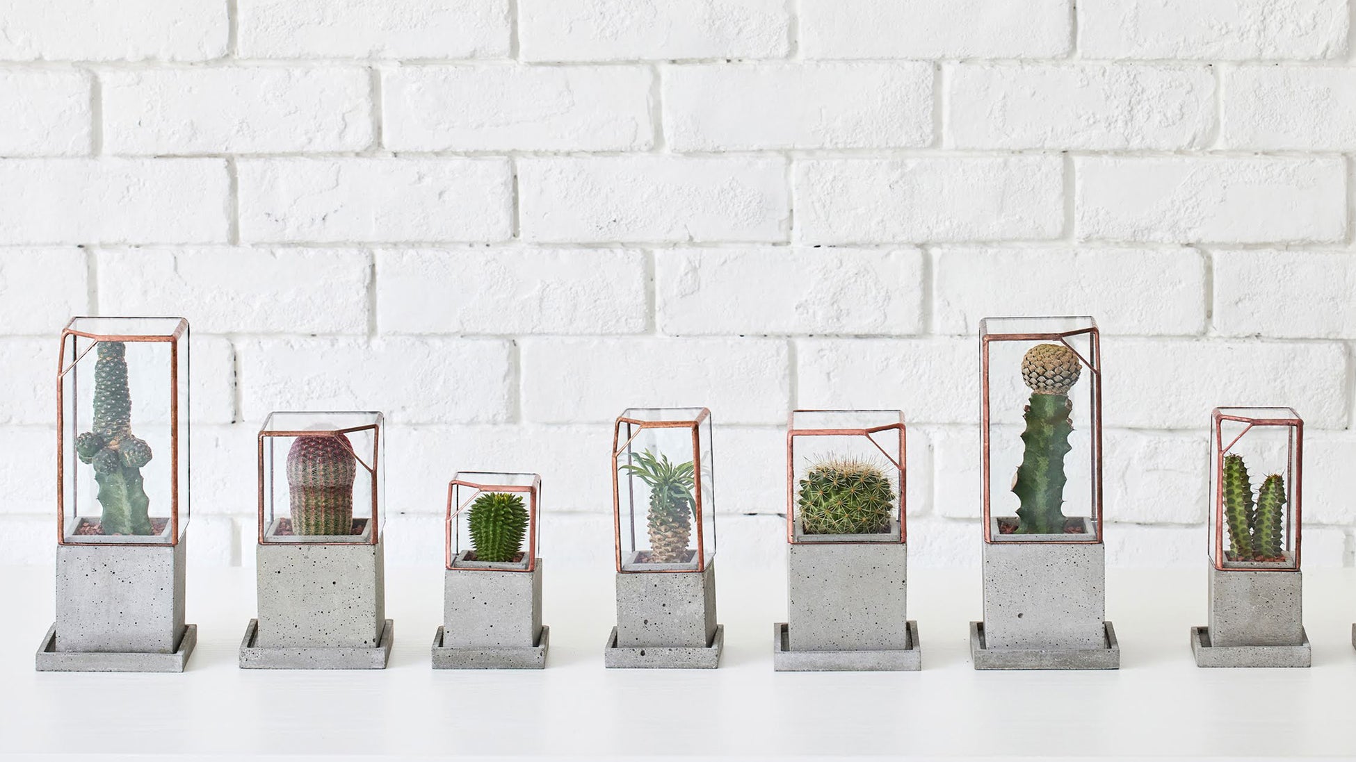 アート植物ブランド「WOOTANG（ウータン）」がリニューアルオープン！住まいをアートな空間に変える新商品を販売のサブ画像10_　テテラリムで飾る「多肉サボテン」シリーズ（税込16,500円〜）