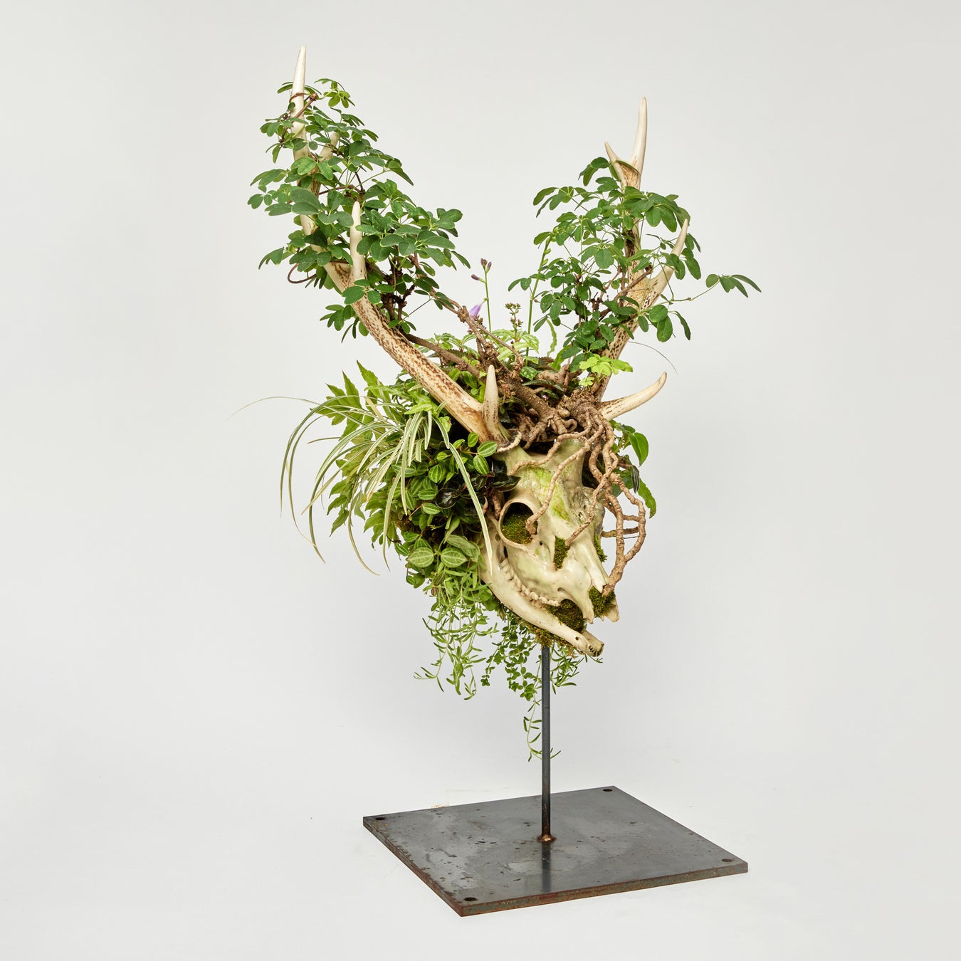 アート植物ブランド「WOOTANG（ウータン）」がリニューアルオープン！住まいをアートな空間に変える新商品を販売のサブ画像15_SKULL BONSAI（スカル盆栽）
