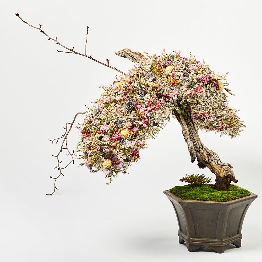 アート植物ブランド「WOOTANG（ウータン）」がリニューアルオープン！住まいをアートな空間に変える新商品を販売のサブ画像18_DRY FLOWER BONSAI（花盆栽）