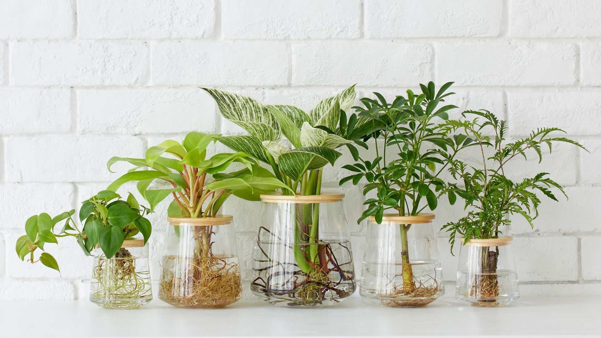 アート植物ブランド「WOOTANG（ウータン）」がリニューアルオープン！住まいをアートな空間に変える新商品を販売のサブ画像2_人気No.1！「水だけで育てる観葉植物」（Sサイズ4,400円／Mサイズ6,600円／Lサイズ8,800円）全て税込