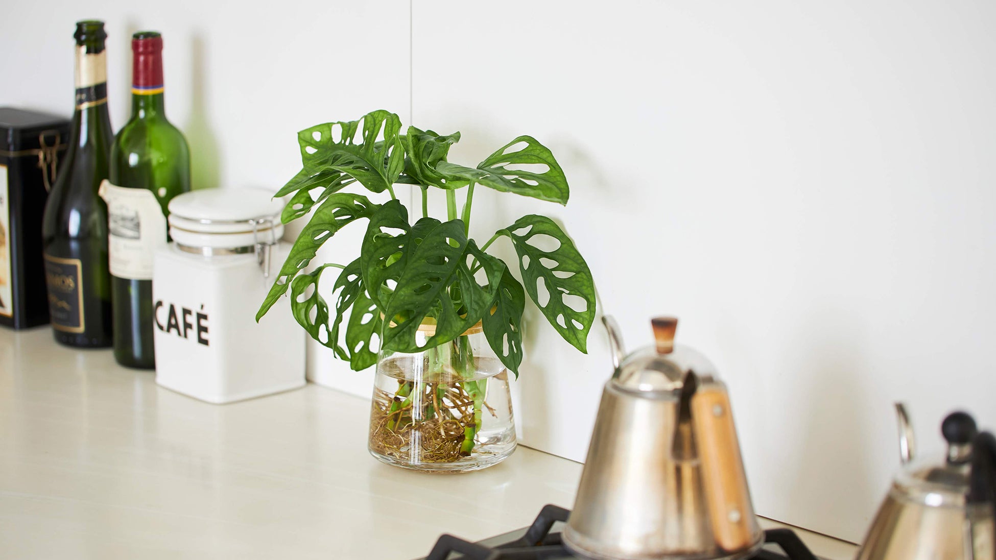 アート植物ブランド「WOOTANG（ウータン）」がリニューアルオープン！住まいをアートな空間に変える新商品を販売のサブ画像4_＜②Clean＞土を使わないので、虫の心配はありません。 衛生的なので、キッチンやダイニングテーブルなど どんな場所にも置くことができます。