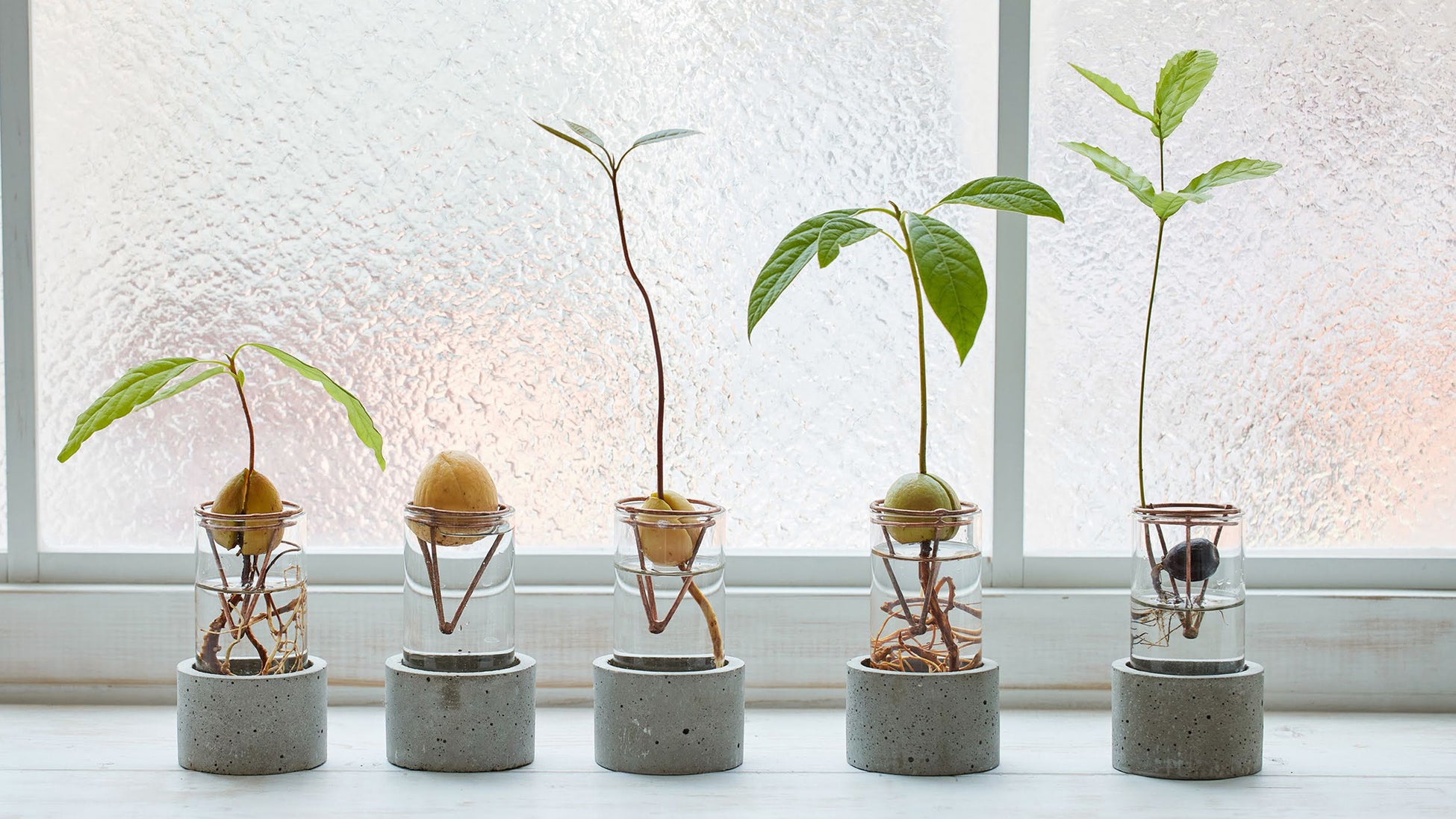 アート植物ブランド「WOOTANG（ウータン）」がリニューアルオープン！住まいをアートな空間に変える新商品を販売のサブ画像9_種を育てるための専用容器「アボカドVase」（税込3,300円〜）