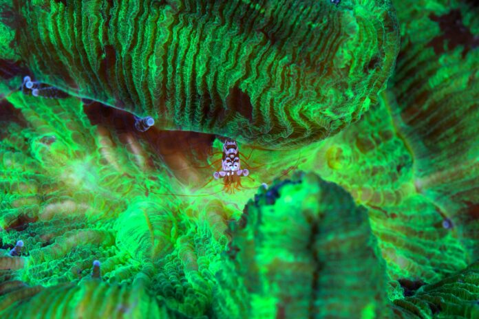 海中世界の「精霊」を色鮮やかに捉えた写真集“MELUSINA（メリュジーナ）”を発売のメイン画像