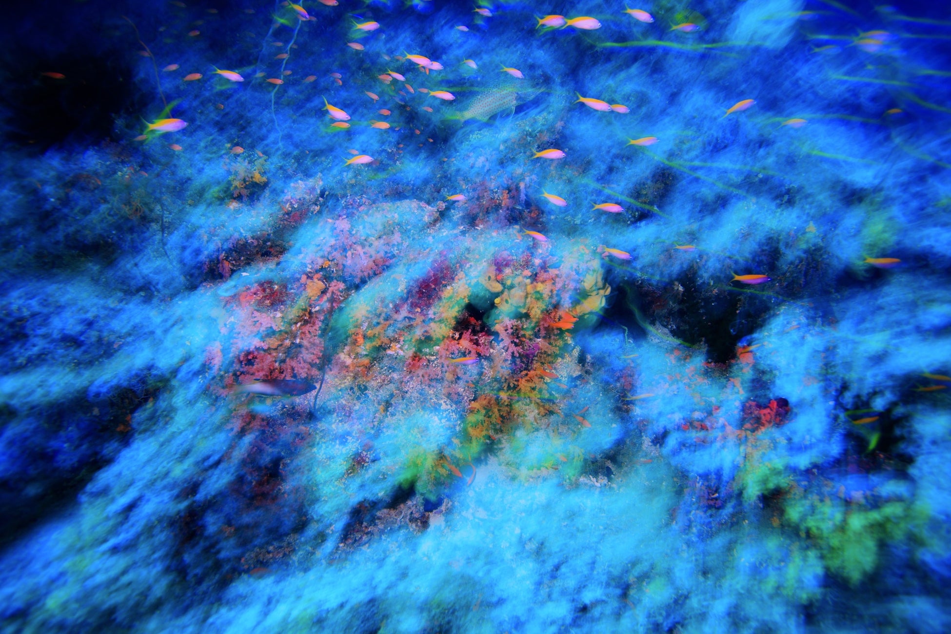 海中世界の「精霊」を色鮮やかに捉えた写真集“MELUSINA（メリュジーナ）”を発売のサブ画像4