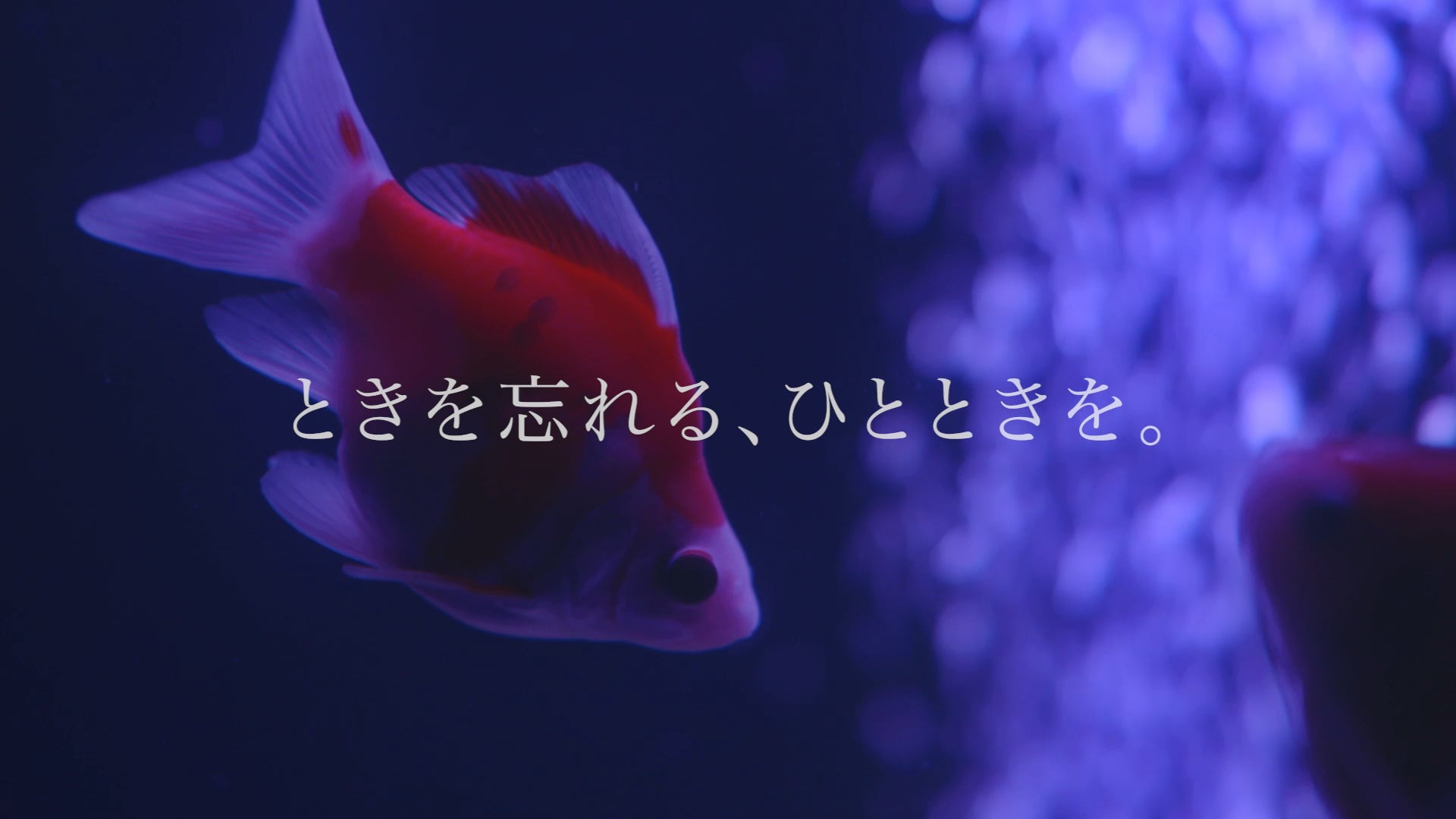 アートアクアリウム美術館 GINZA　新CM「ときを忘れる、ひとときを。」2月1日より公開のサブ画像1