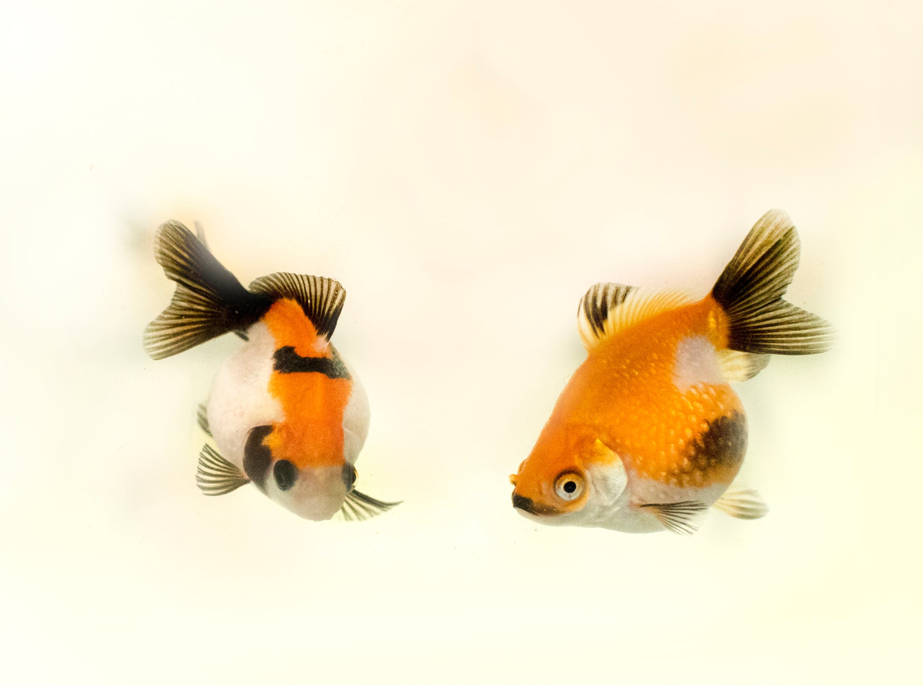 金魚の美術館で隠れニャンコを探せ！　2月22日猫の日にアートアクアリウム美術館が「ニャアートアクアリウム」にのサブ画像6