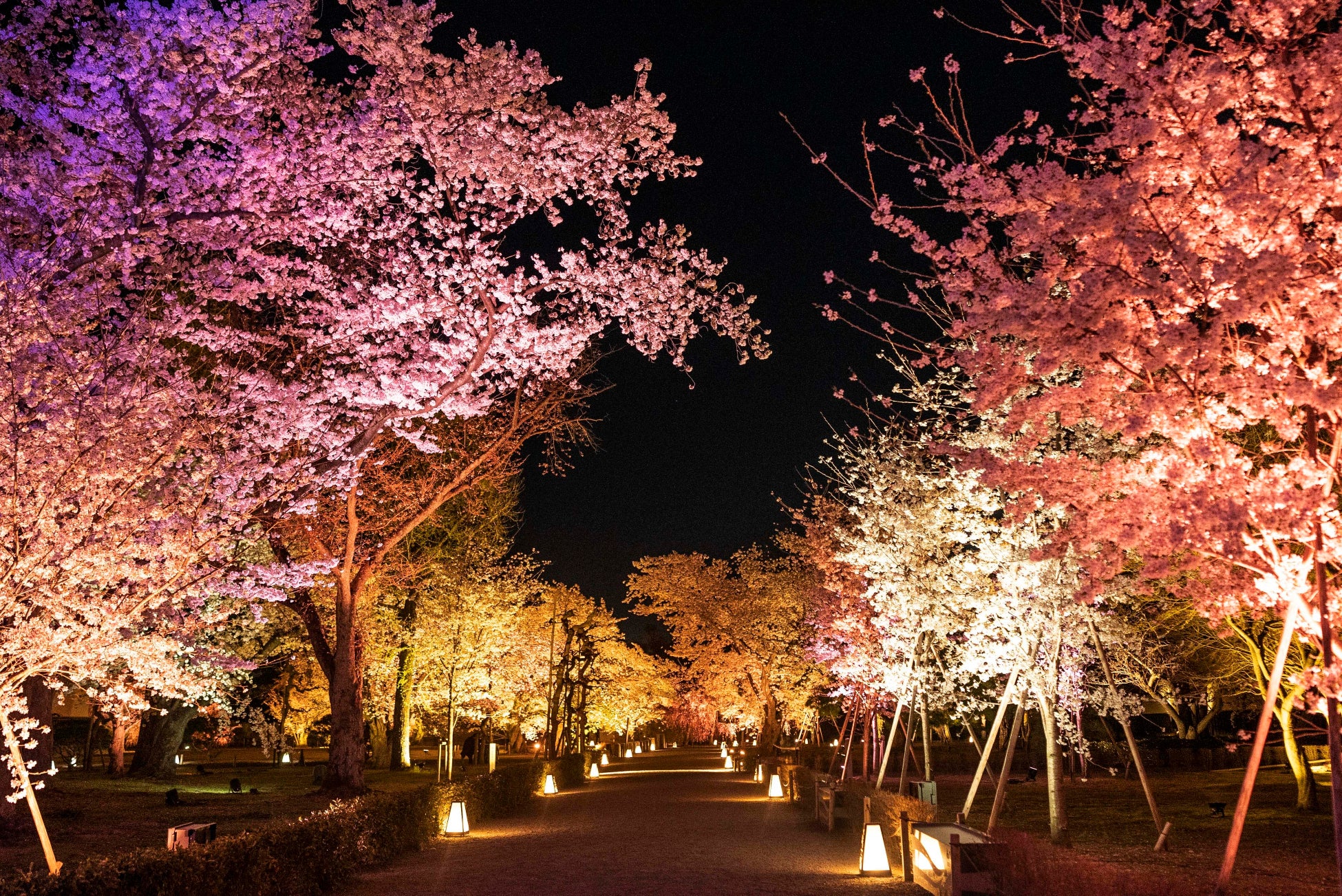 『NAKED FLOWERS』、世界遺産・二条城で「桜×日本の伝統文化」を楽しむ体験詳細を発表のサブ画像10