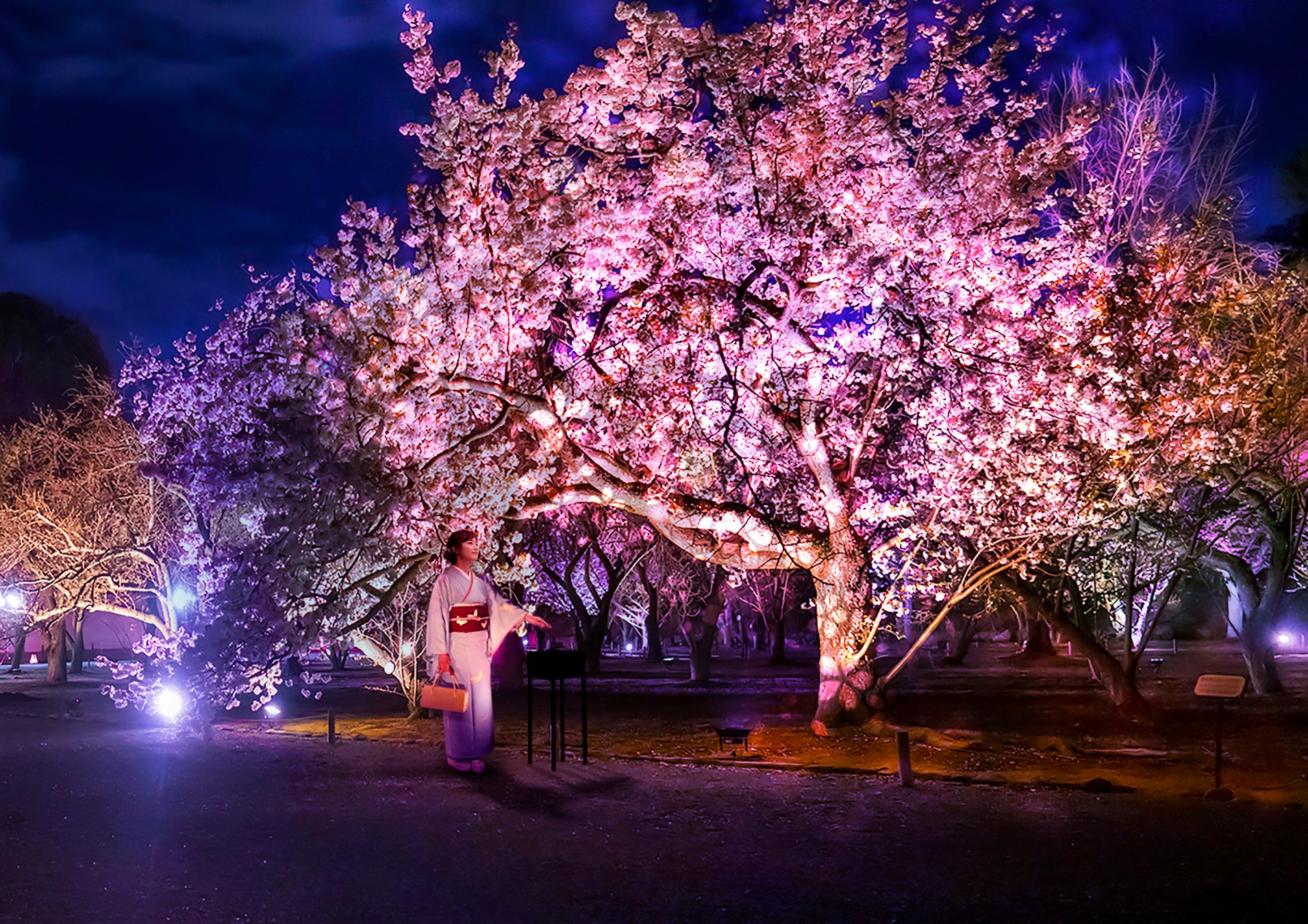 『NAKED FLOWERS』、世界遺産・二条城で「桜×日本の伝統文化」を楽しむ体験詳細を発表のサブ画像7