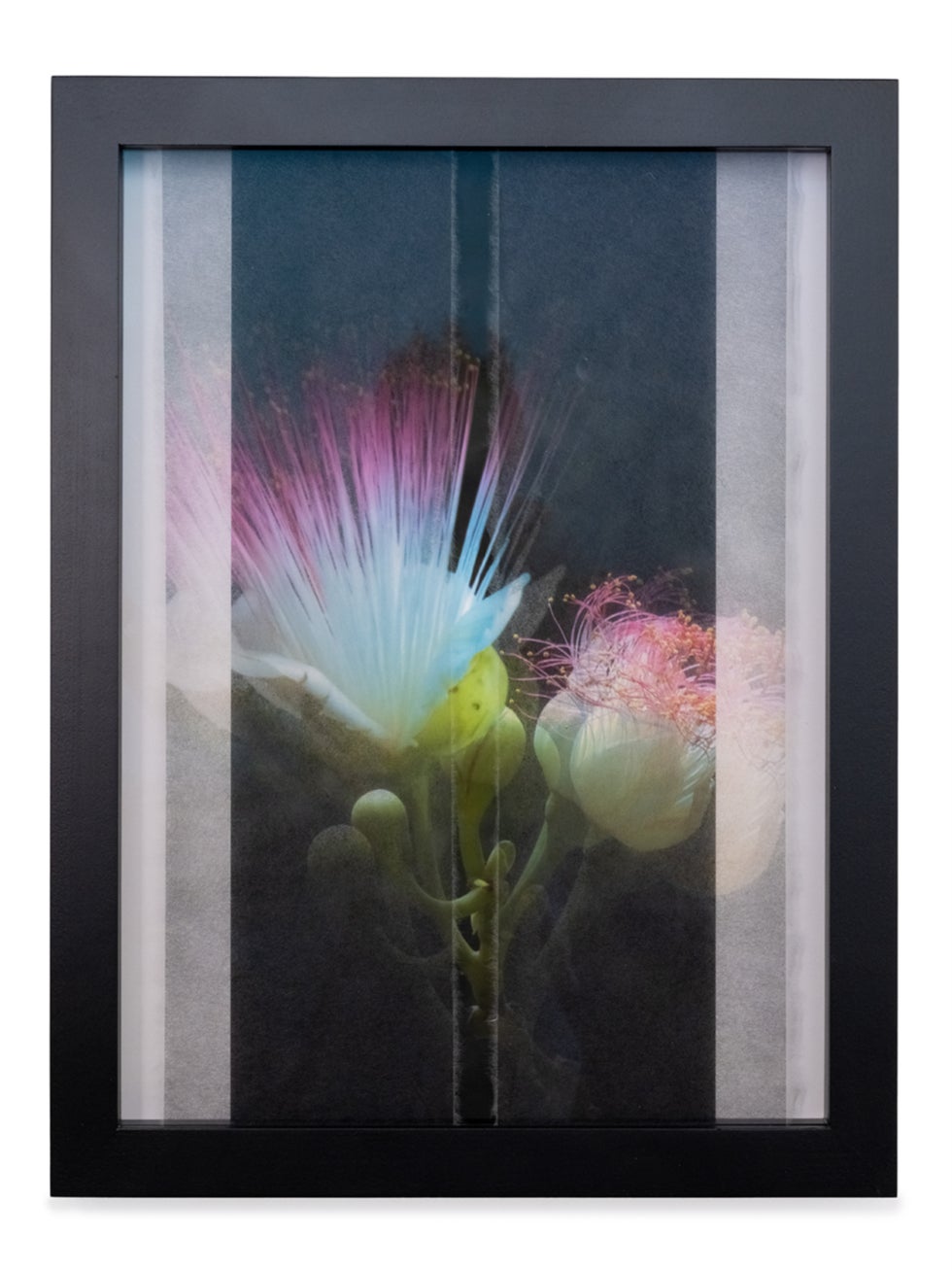 Taiji Terasaki個展　Paradise Reborn: Rewilding Palmyra ー楽園の再生:パルミラ環礁の再自然化ー 　N&A Art SITEにて開催中のサブ画像2_Beauty Fish - Poison Tree (Barringtonia asiatica)　和紙にインクジェットプリント、木　2022