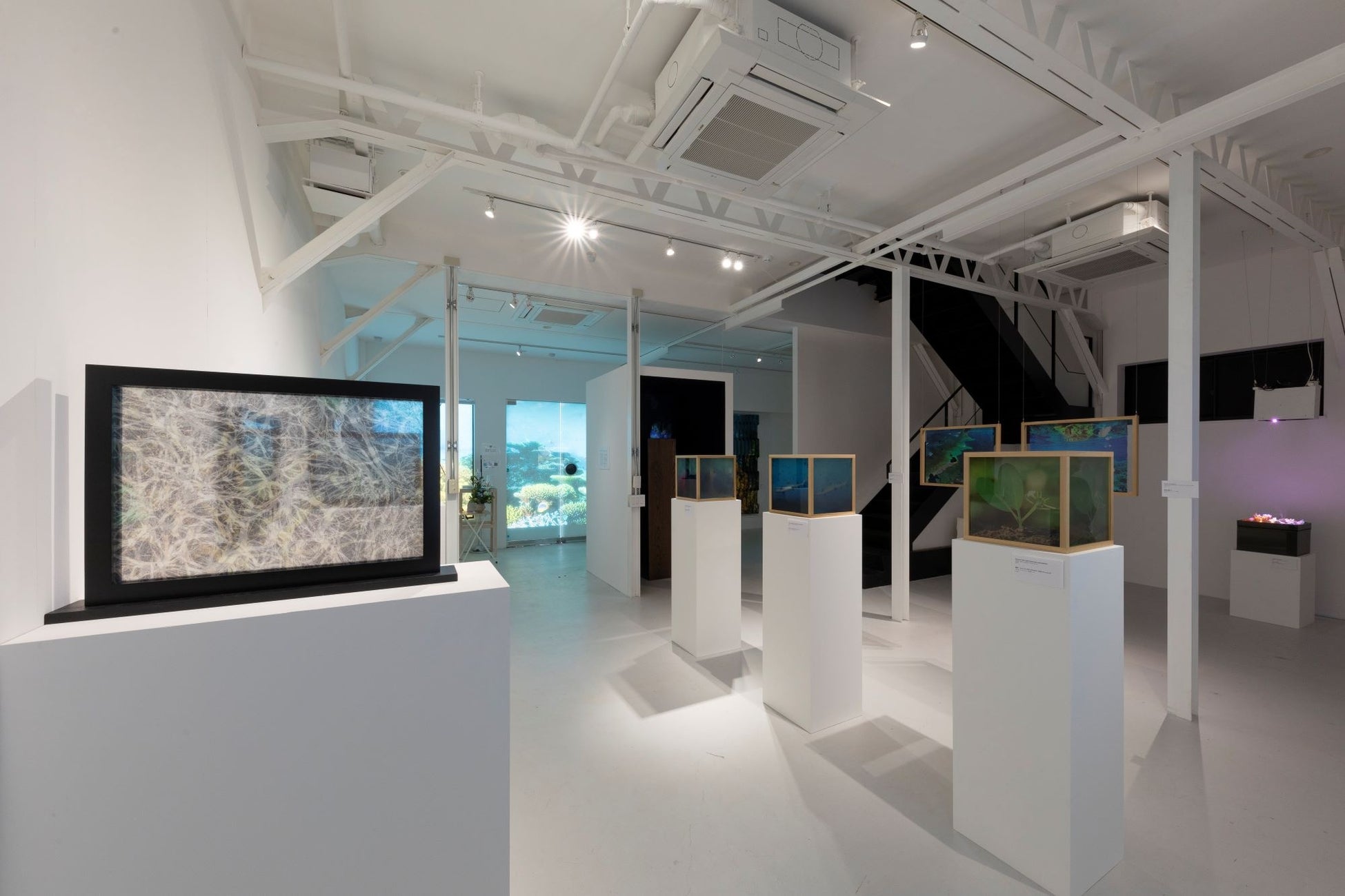 Taiji Terasaki個展　Paradise Reborn: Rewilding Palmyra ー楽園の再生:パルミラ環礁の再自然化ー 　N&A Art SITEにて開催中のサブ画像4_撮影：忽那 光一郎