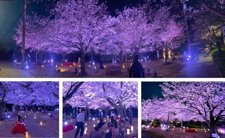 【大阪泉南】 サクラ舞い散る幻想世界「泉南夜桜ライトアップ」2023年3月29日(水)～3月31日(金)実施決定のサブ画像2