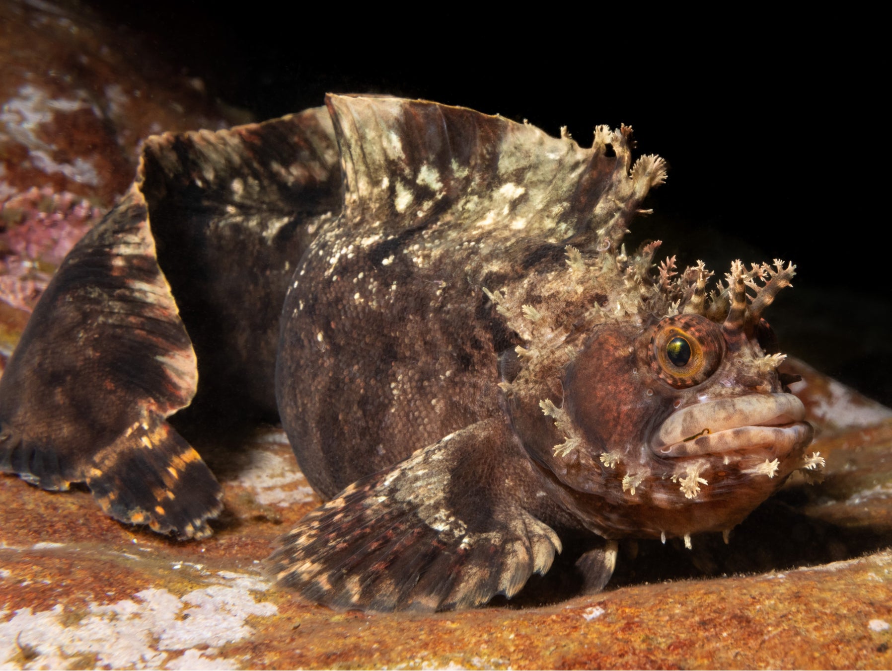100種の爬虫類・魚類・両生類が大集合！「NARA IKIMONO MUSEUM（奈良市）」が4月28日にオープン！のサブ画像11