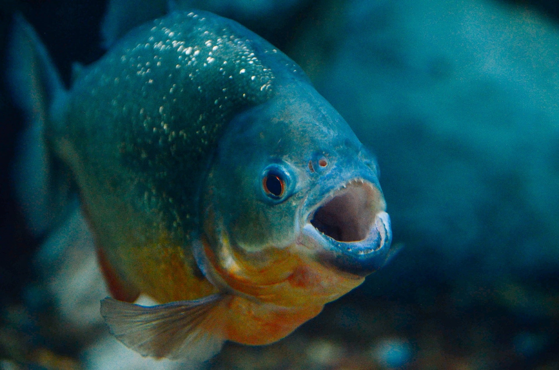 100種の爬虫類・魚類・両生類が大集合！「NARA IKIMONO MUSEUM（奈良市）」が4月28日にオープン！のサブ画像16