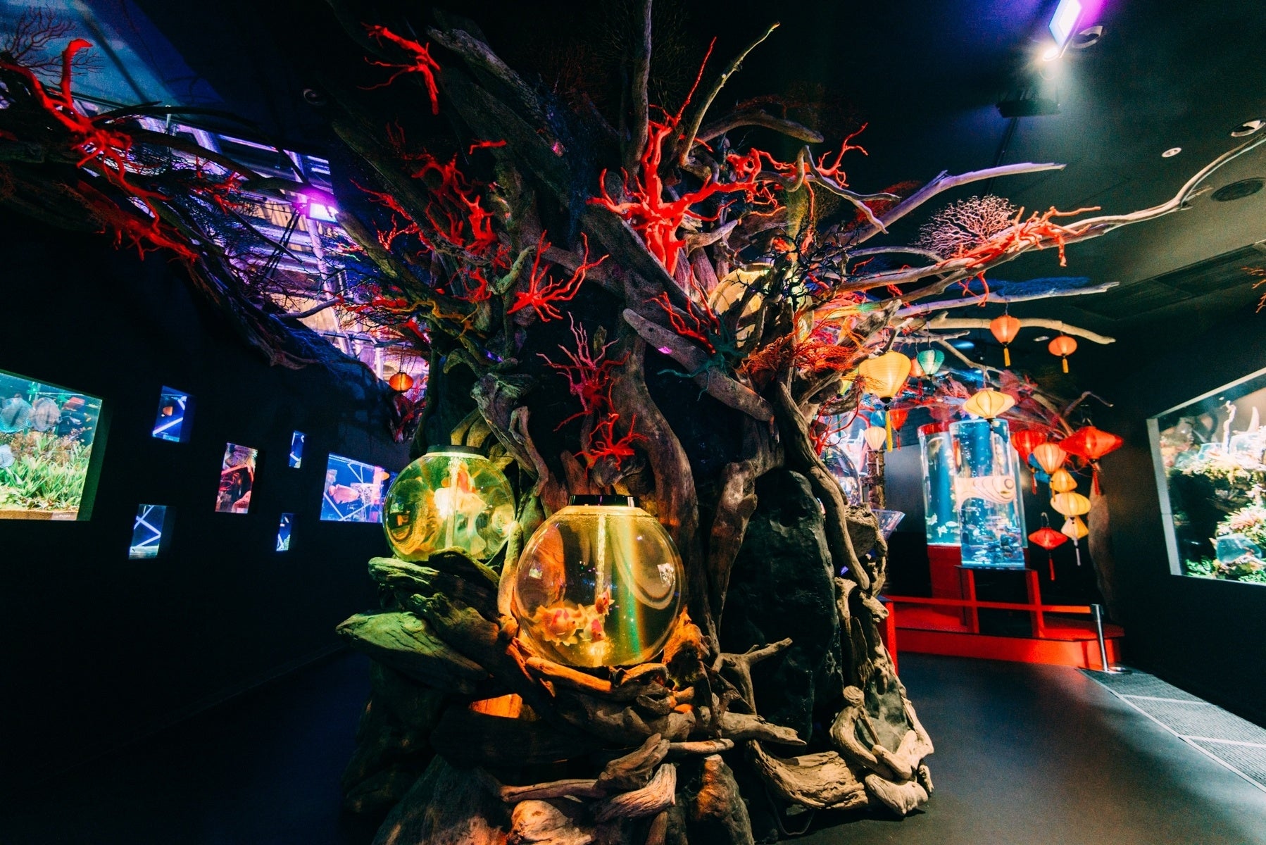 100種の爬虫類・魚類・両生類が大集合！「NARA IKIMONO MUSEUM（奈良市）」が4月28日にオープン！のサブ画像7