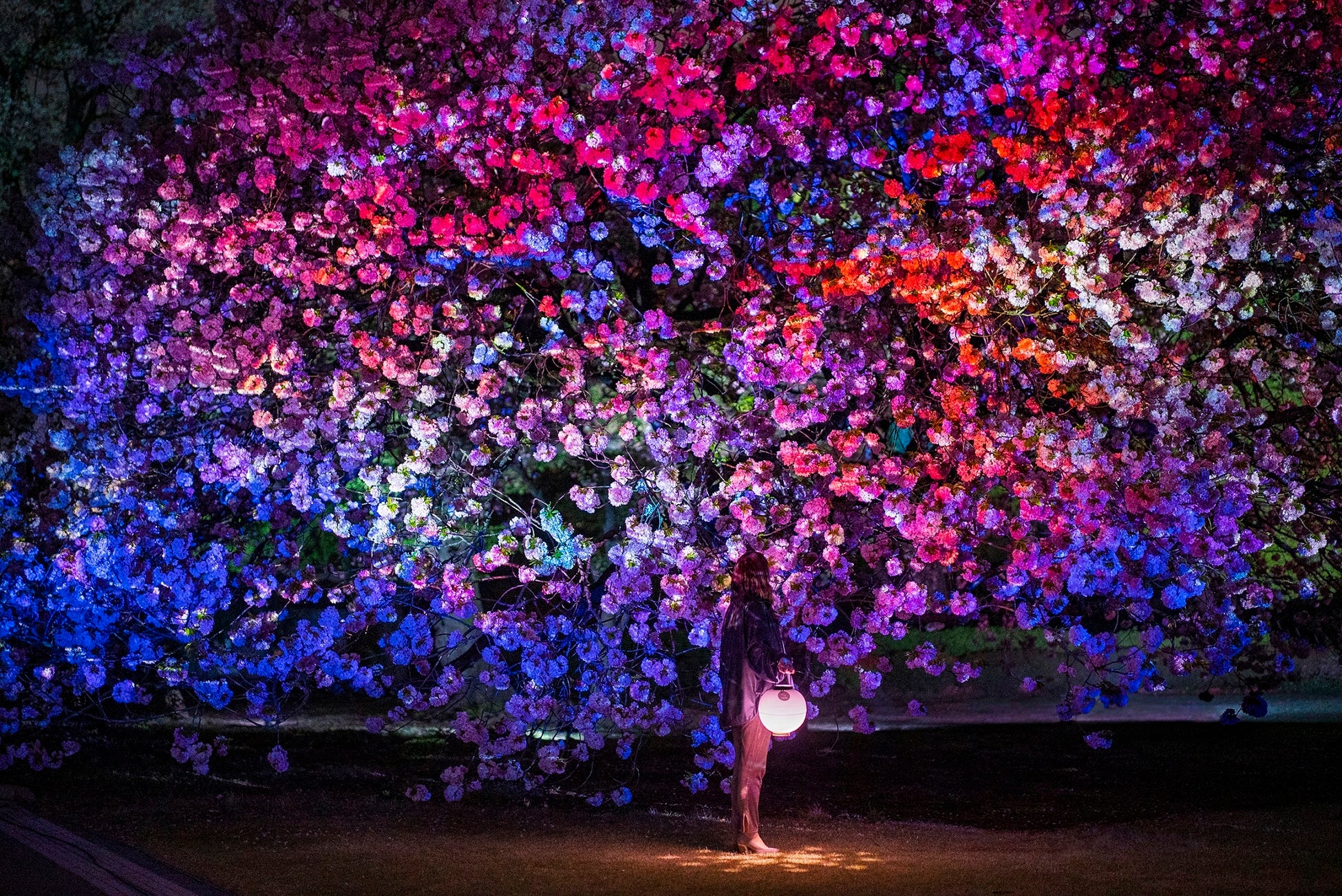 クリーンな電力＆ヴィーガンお花見メニューで、環境にも人にもやさしいお花見のサブ画像9