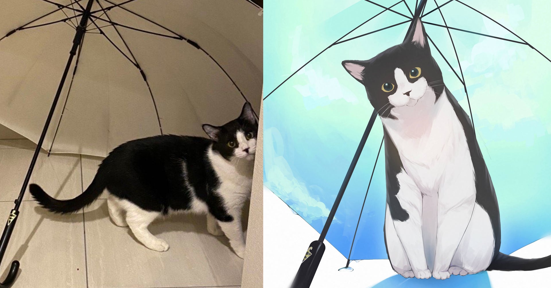 岩手の大学生ボランティアによる、絵を描くことで犬猫の殺処分をなくすプロジェクトのサブ画像3_ネコの名前ニッキ・女の子・推定3.5歳