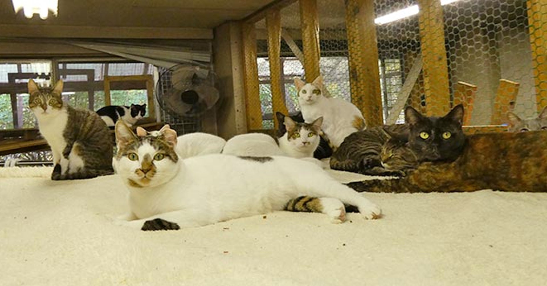 岩手の大学生ボランティアによる、絵を描くことで犬猫の殺処分をなくすプロジェクトのサブ画像4_動物いのちの会いわての施設で里親さんを待っているネコたち