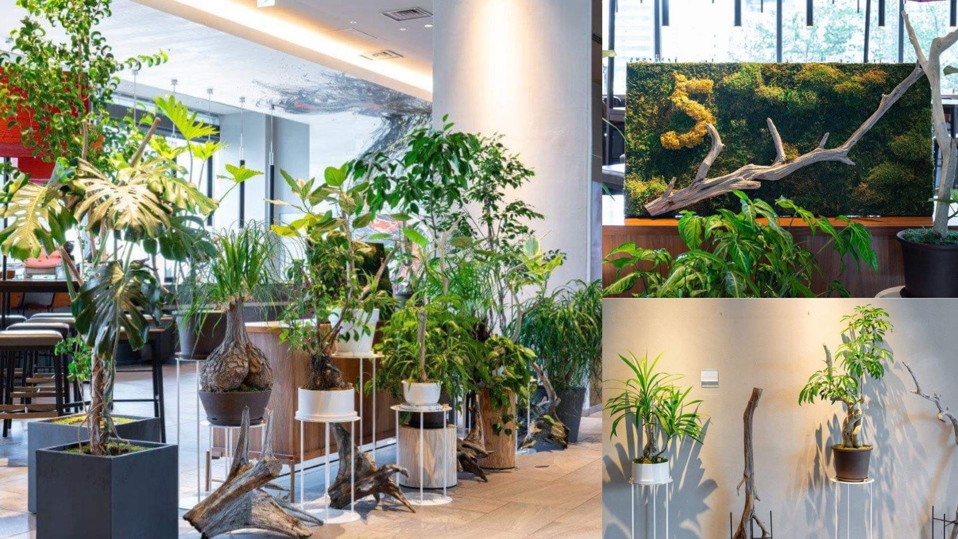 【プルマン東京田町】Reborn Plantsを使用した「PULLMAN BOTANIC GARDEN」を開催【開業5周年記念特別展示】のサブ画像1