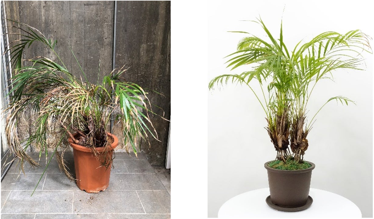 【プルマン東京田町】Reborn Plantsを使用した「PULLMAN BOTANIC GARDEN」を開催【開業5周年記念特別展示】のサブ画像6_Before & After