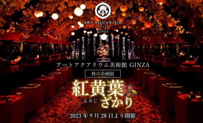 アートアクアリウム美術館 GINZA　秋の企画展　秋の金魚、いとエモし「紅黄葉（もみじ）ざかり」本日9月28日開幕！のメイン画像