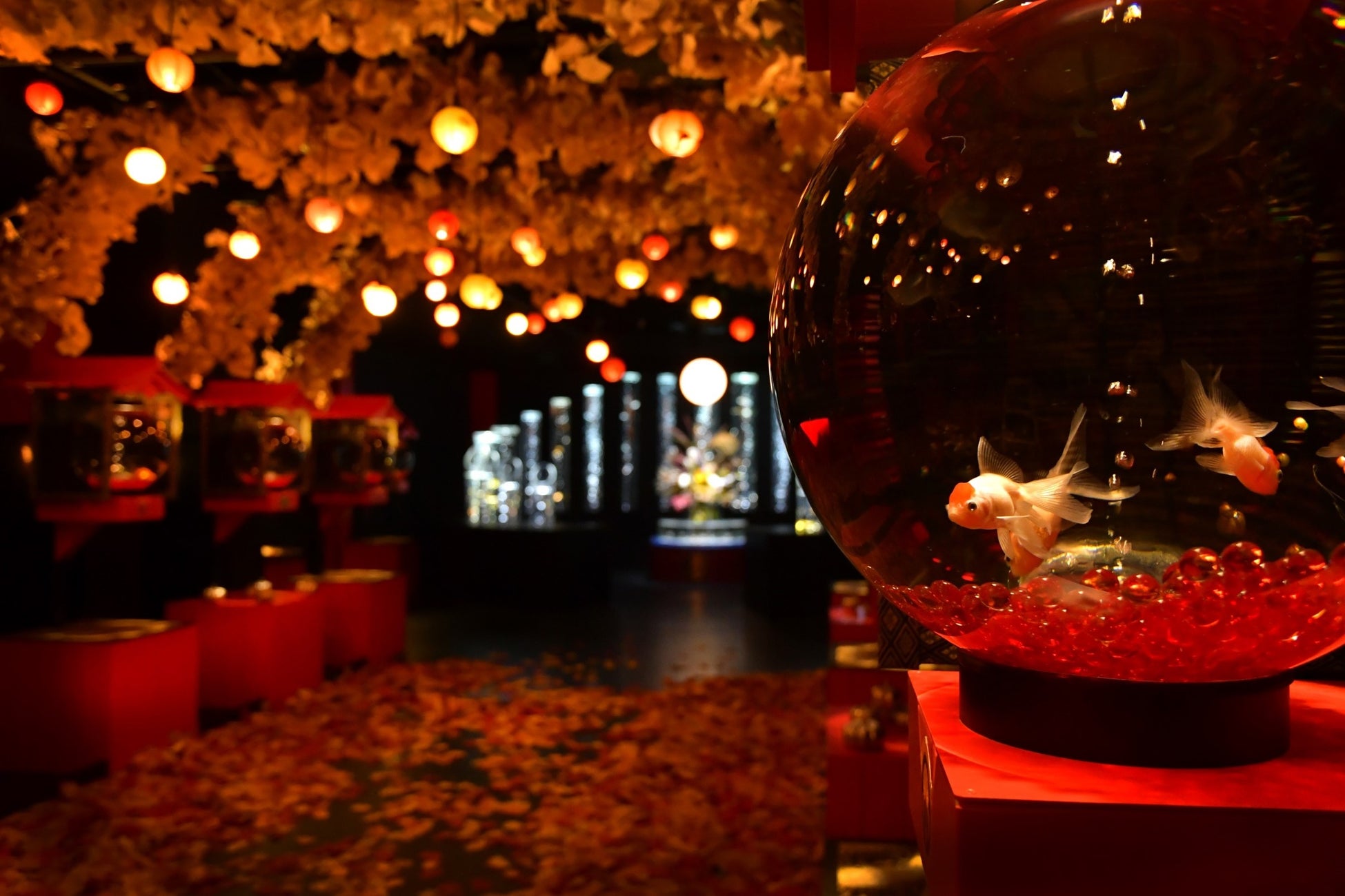アートアクアリウム美術館 GINZA　秋の企画展　秋の金魚、いとエモし「紅黄葉（もみじ）ざかり」本日9月28日開幕！のサブ画像2