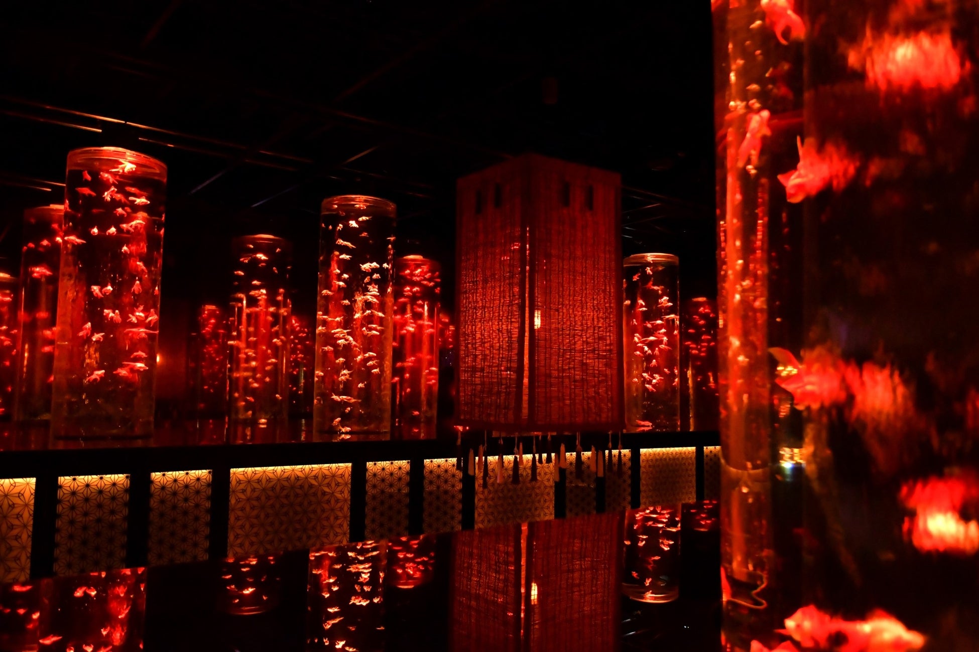 アートアクアリウム美術館 GINZA　秋の企画展　秋の金魚、いとエモし「紅黄葉（もみじ）ざかり」本日9月28日開幕！のサブ画像4
