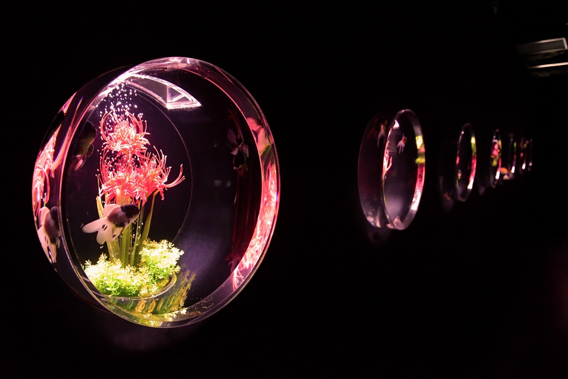 アートアクアリウム美術館 GINZA　秋の企画展　秋の金魚、いとエモし「紅黄葉（もみじ）ざかり」本日9月28日開幕！のサブ画像5