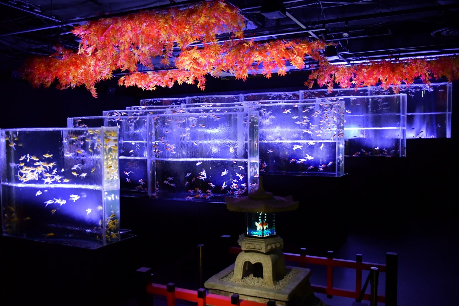アートアクアリウム美術館 GINZA　秋の企画展　秋の金魚、いとエモし「紅黄葉（もみじ）ざかり」本日9月28日開幕！のサブ画像6