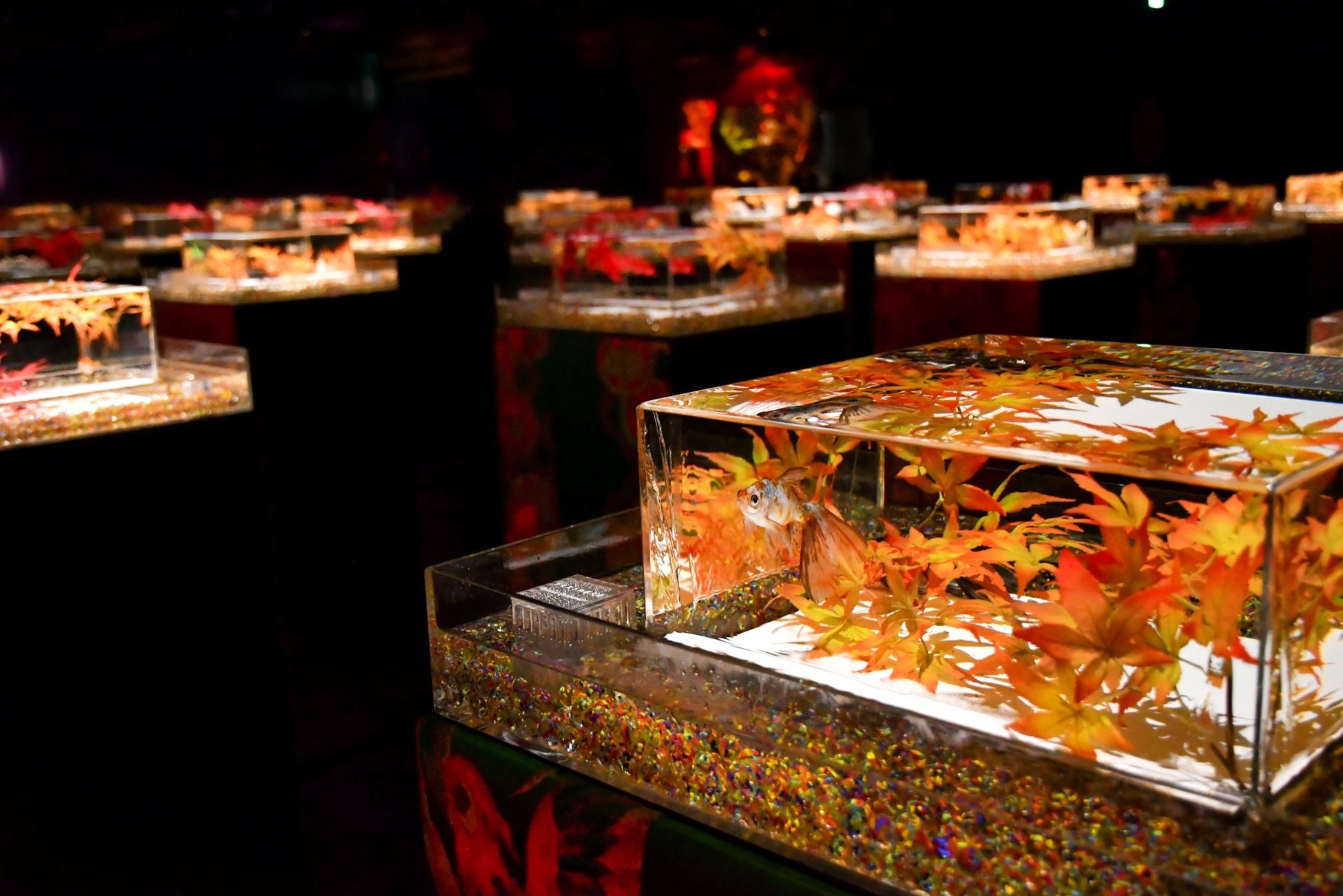 アートアクアリウム美術館 GINZA　秋の企画展　秋の金魚、いとエモし「紅黄葉（もみじ）ざかり」本日9月28日開幕！のサブ画像7