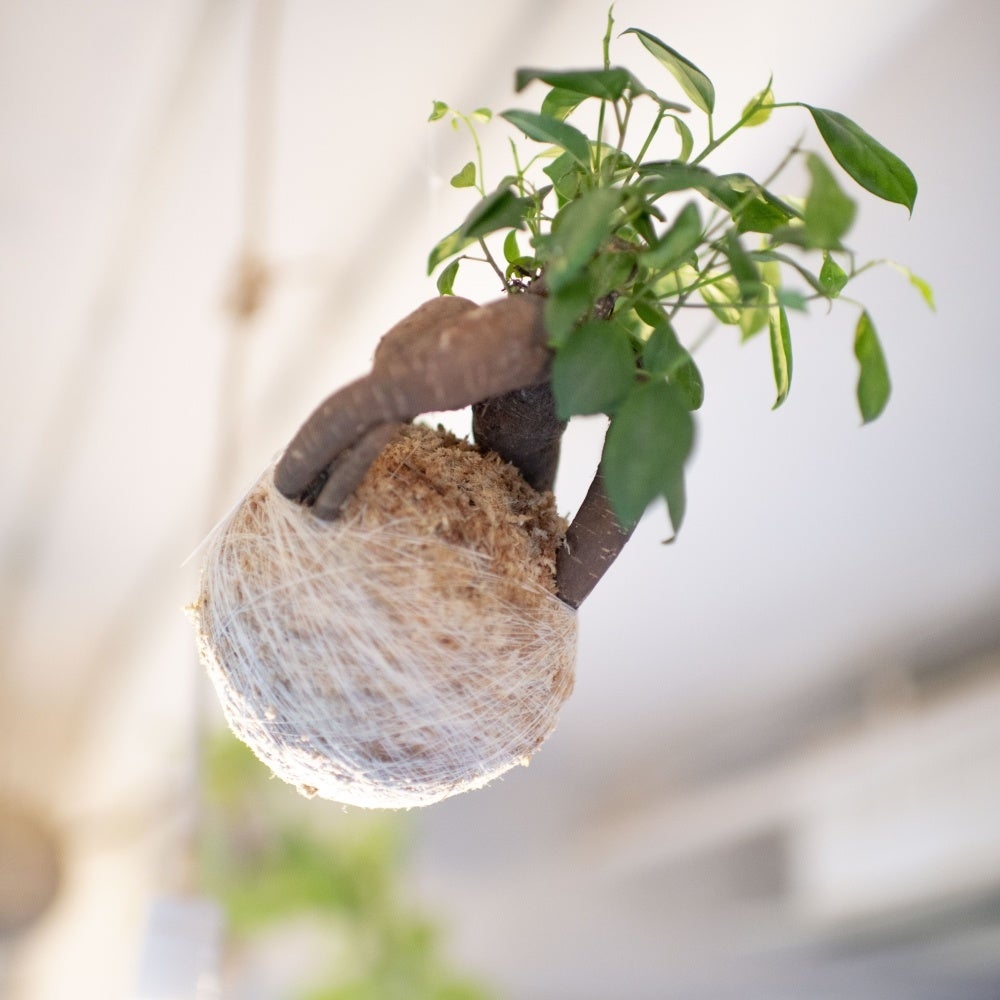 「hangの空中植物園」ワークショップ南青山「A to Z cafe」で2日間限定開催！のサブ画像2