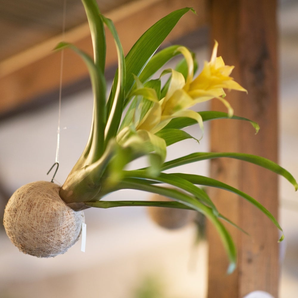 「hangの空中植物園」ワークショップ南青山「A to Z cafe」で2日間限定開催！のサブ画像3