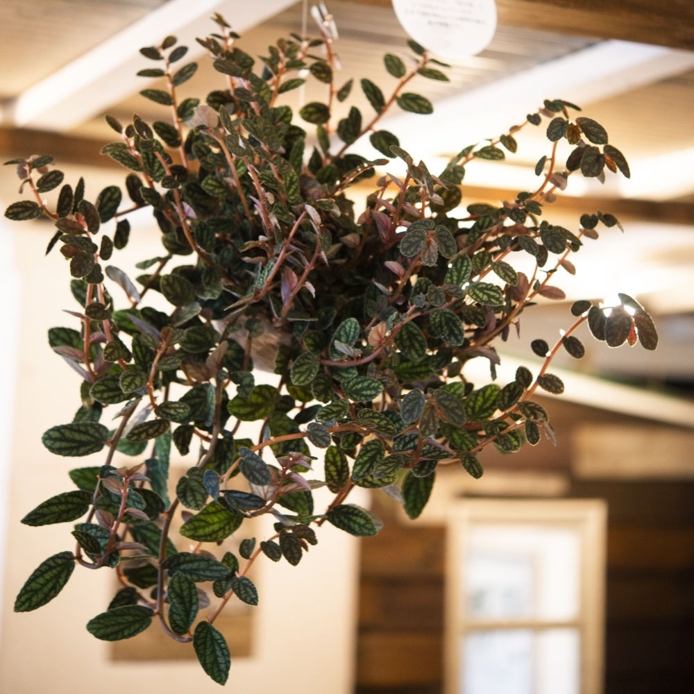 「hangの空中植物園」ワークショップ南青山「A to Z cafe」で2日間限定開催！のサブ画像4