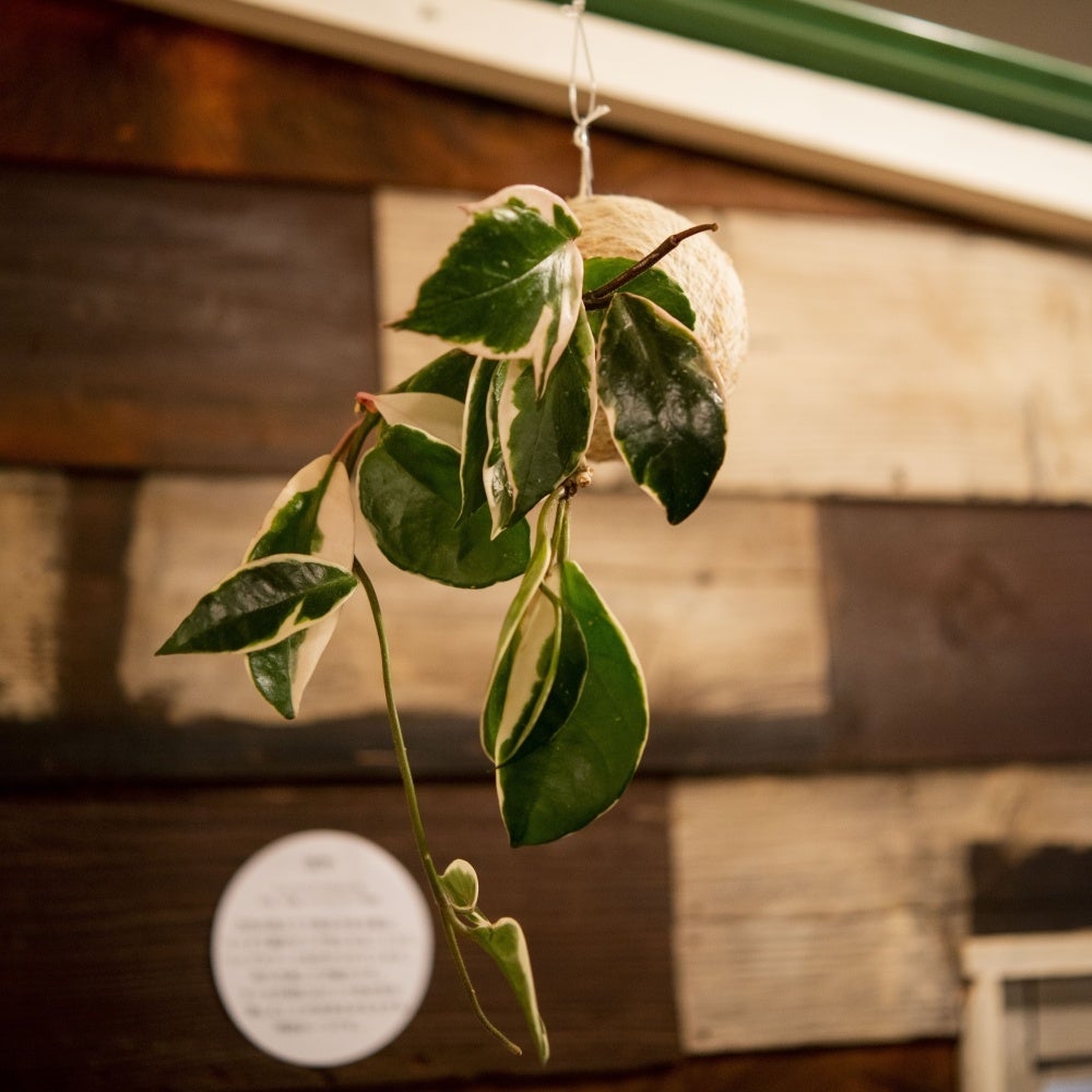「hangの空中植物園」ワークショップ南青山「A to Z cafe」で2日間限定開催！のサブ画像5