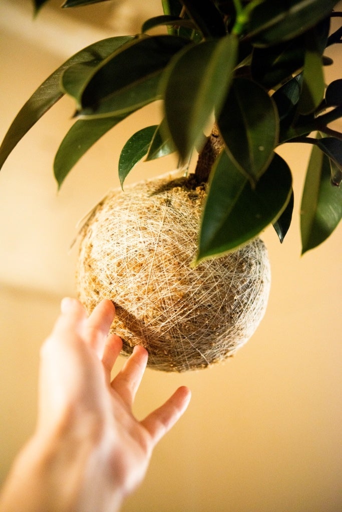 「hangの空中植物園」ワークショップ南青山「A to Z cafe」で2日間限定開催！のサブ画像8