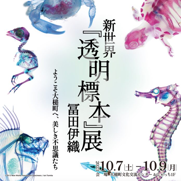 【岩手初】特別展 冨田伊織 新世界『透明標本』展 10/7(土)より大槌町文化交流センターおしゃっちにて開催のメイン画像