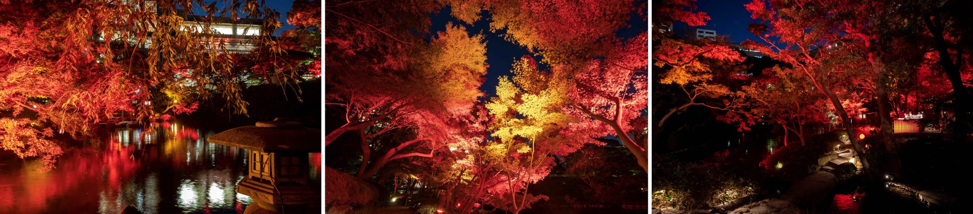 〈11/10(金)〜開催〉八芳園の庭園が赤に染まるライトアップイベント　秋、開花。『TOKYO RED GARDEN AUTUMN FESTIVAL 2023』のサブ画像2_※過去のライトアップの様子です