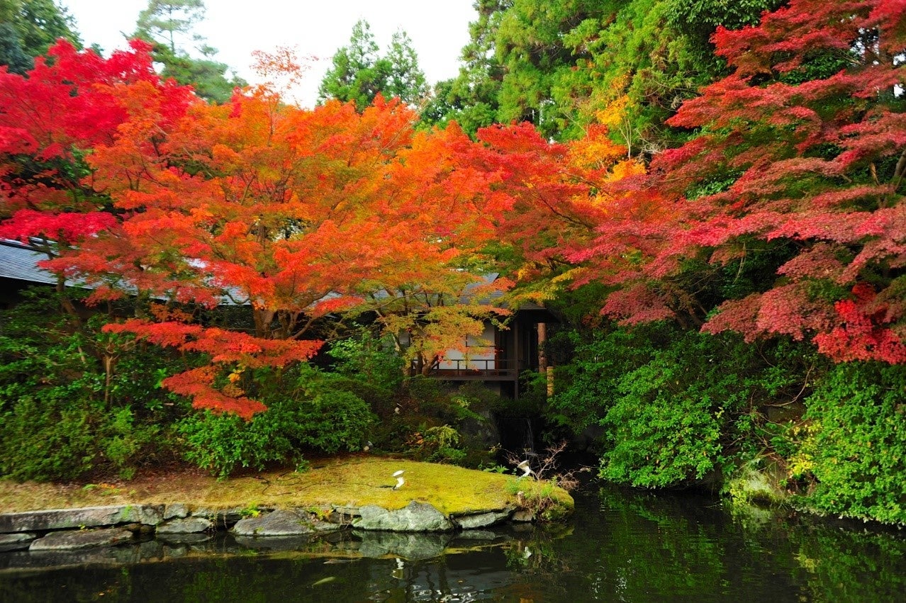 【ザ・プリンス 京都宝ヶ池】紅葉の美しい季節、和風別棟「茶寮」の特別なしつらいに身をおき、自分だけの絶景に出会うアート展示イベント「遣(や)り取りの茶寮 」開催のサブ画像6_秋の茶寮