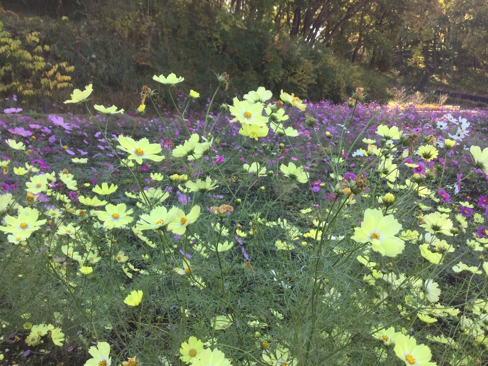 【秋は町田の自然豊かな公園で思いっきり遊ぼう】無料で参加できるイベントが盛りだくさん。「パークフェスト894(やくし) in西園」に参加して、たのしい、おいしい想い出をつくろう。のサブ画像4