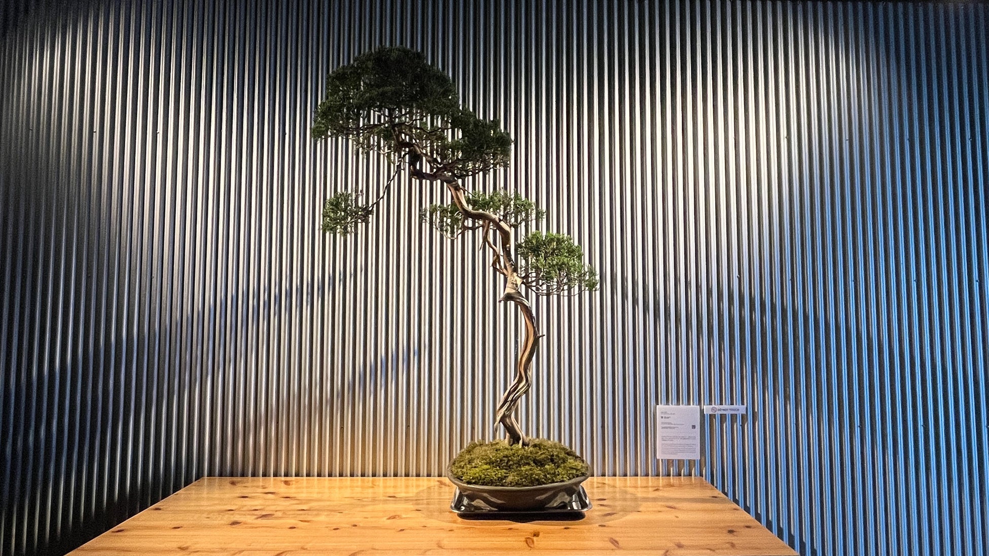 福山市在住の盆栽アーティスト 寺島僚汰氏の盆栽作品をアンカーホテル福山にて10-1月の期間限定で展示公開します。のサブ画像2