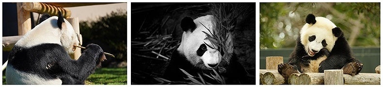 HAPPY PANDA FES ２０２３　みんなのパンダアートを大募集！　「パンダフェス アートコンテスト」写真部門を新設！最優秀作品はパークガイドのデザインに採用のサブ画像7
