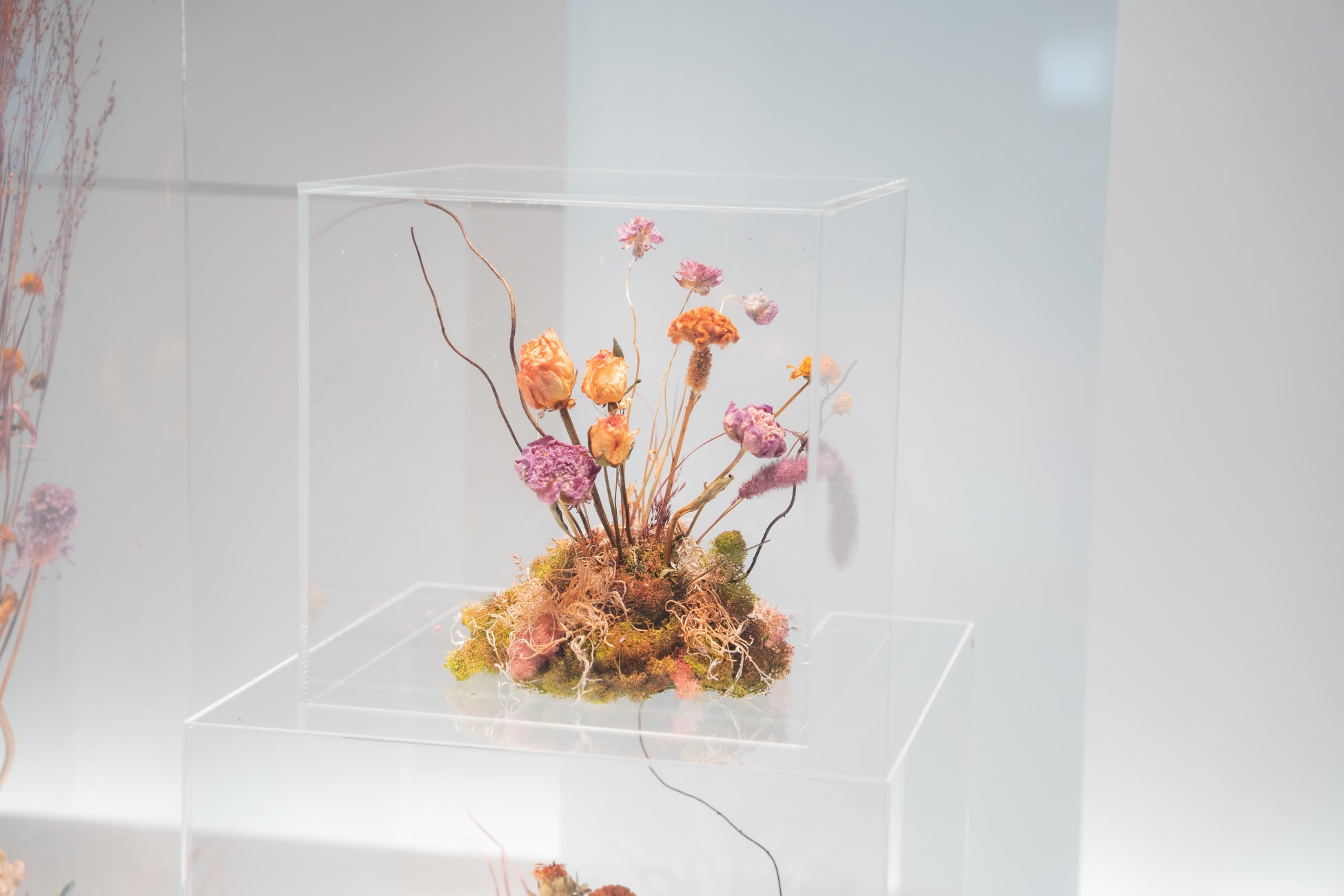 廃棄予定のアクリルパネルと、ロスフラワー（R）を生まれ変わらせたアップサイクルアートを日本橋髙島屋S.C. 本館1階で展示開始のサブ画像5_ロスフラワー（R）、アクリルボックスによるディスプレイ