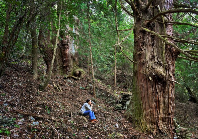 Project「The　Forestー鎮守の杜」のメイン画像