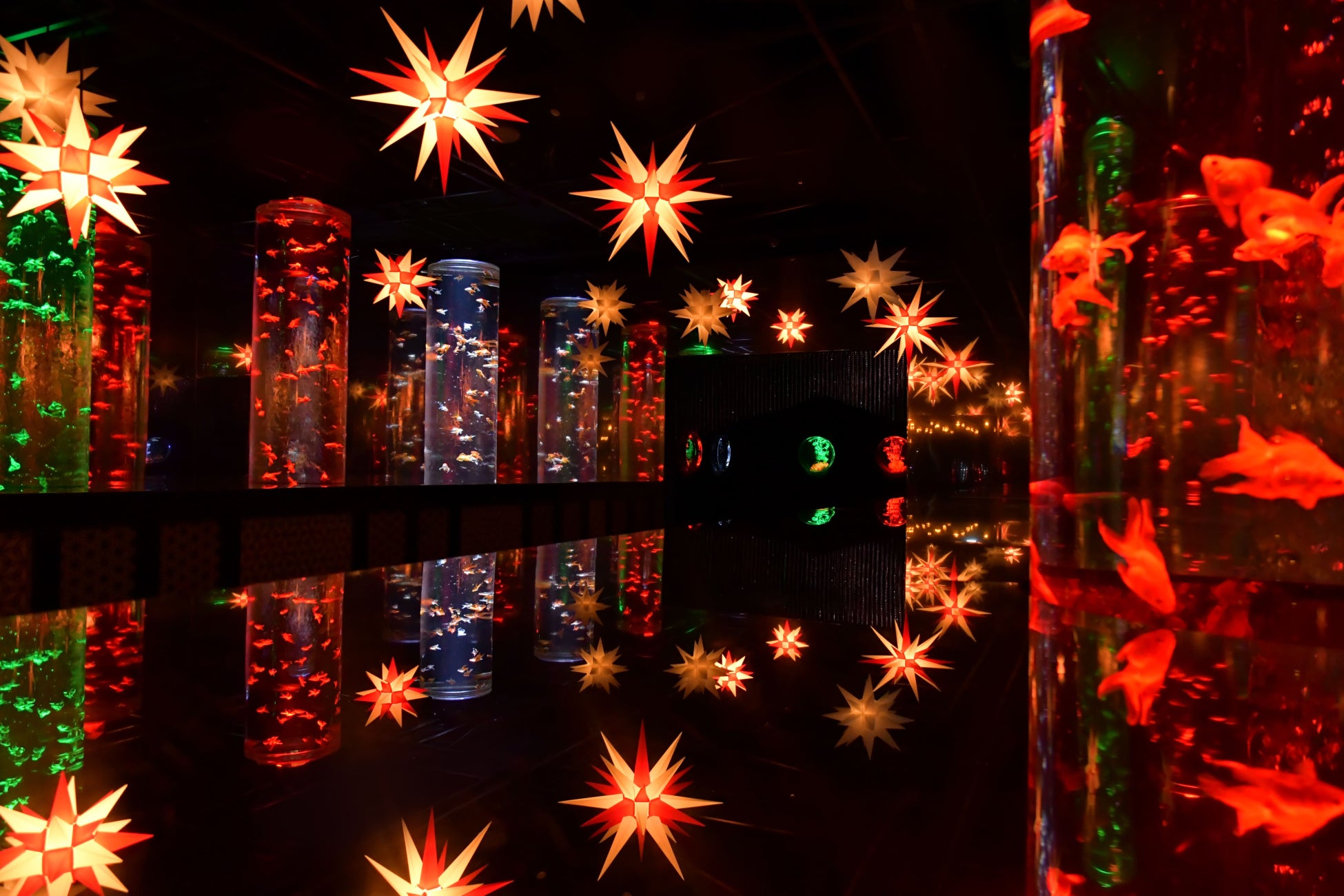 アートアクアリウム美術館 GINZAが1年で最も煌めく特別な1か月　冬のアートアクアリウム「星降る銀座のクリスマス」11月23日(木)～12月27日(水)　開催のサブ画像3