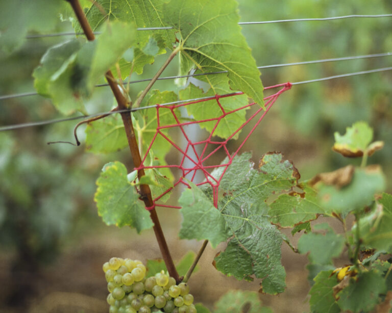 創造性と革新性を追求する世界最古のシャンパーニュメゾン「ルイナール」自然との対話を通じて生まれた、柏田テツヲ氏の写真・インスタレーションを『KYOTOGRAPHIE 京都国際写真祭 2024』で初公開のメイン画像