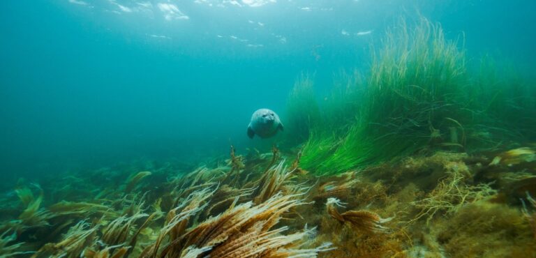 THE GALLERYセレクション展 髙久 至 写真展「潜る─日本海中紀行」 を開催のメイン画像