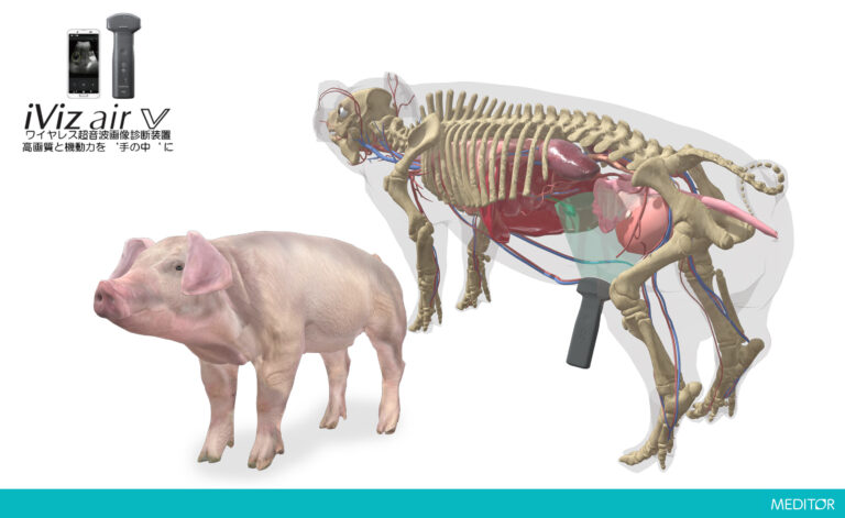 メディカルイメージ生成アプリ「MEDITOR」富士フイルムVETシステムズ株式会社ハンディエコー「iViz air V」教材開発のメイン画像