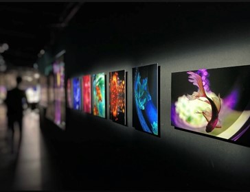 アートアクアリウム美術館 GINZA写真展開催！　フォトグラファー南雲暁彦 写真展「PICTURE-RIUM」　アートアクアリウム美術館の写真作品を多数展示しますのサブ画像2