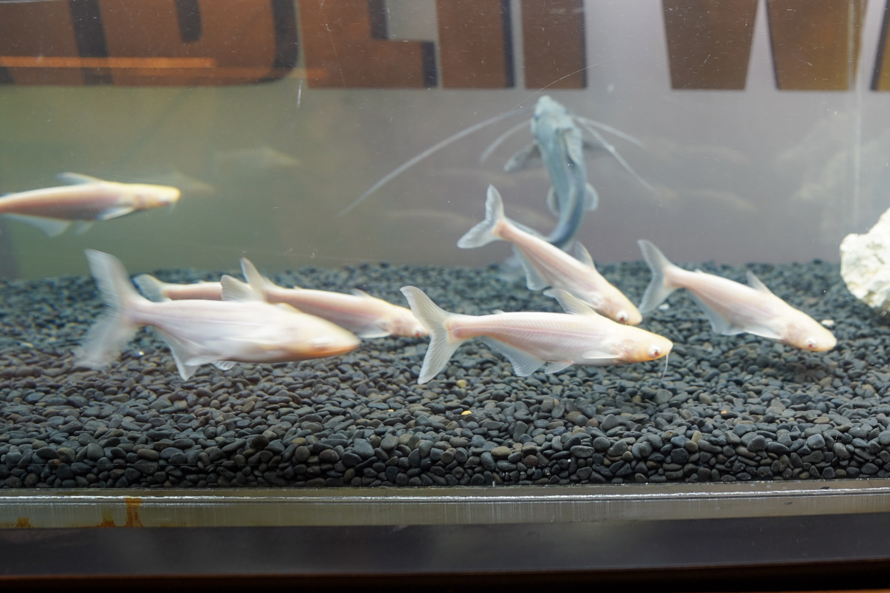 期間限定 「UNDER WATER SPACE NAGOYA」 mozoワンダーシティに明日オープン！宇宙旅行を模した異次元アクアリウムは 新感覚なアート展示にのサブ画像2